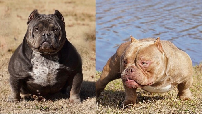 The Difference Between Exotic Bullies and American Bullies