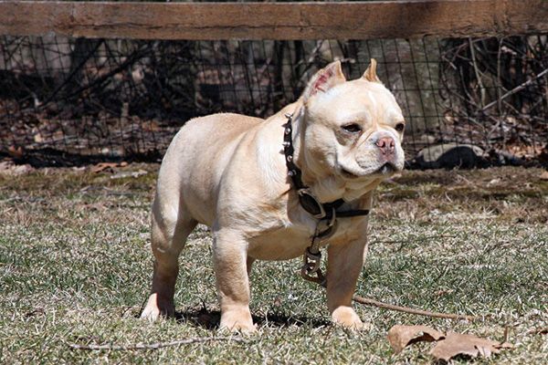 American Bully And Frenchie Mix?