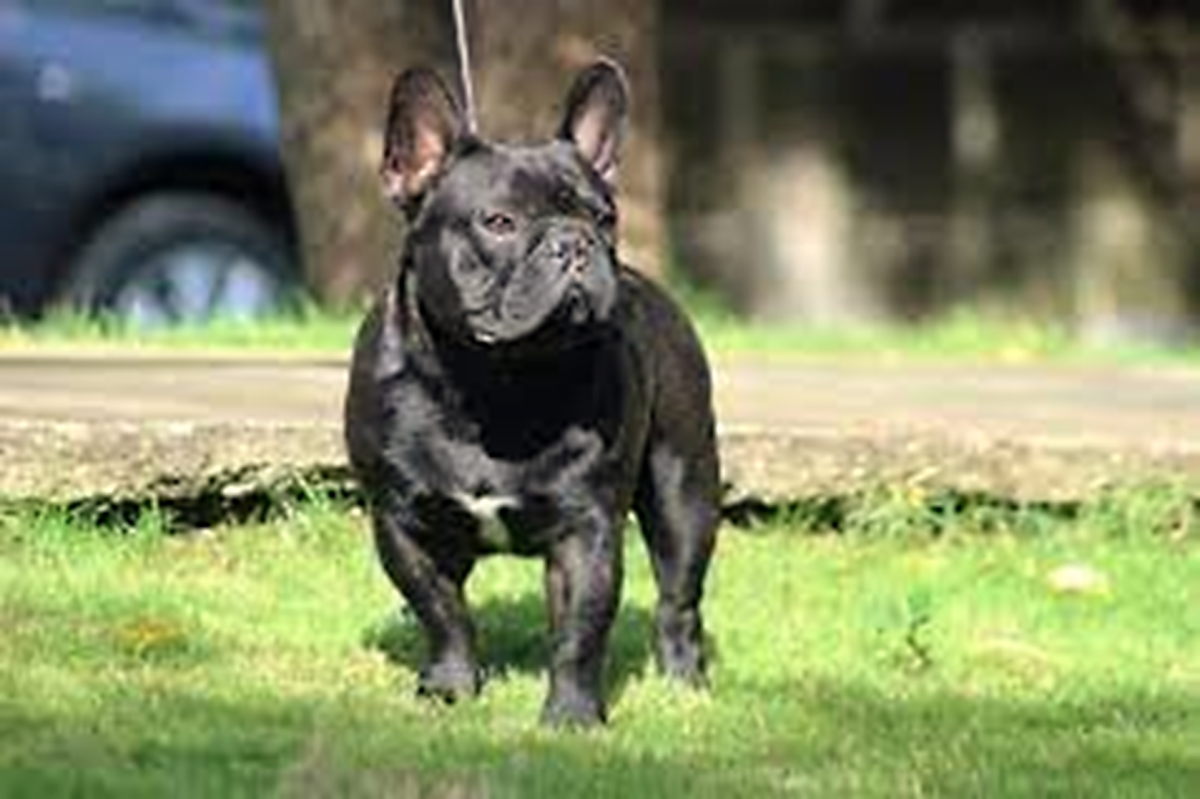 American Bully And Frenchie Mix?